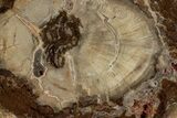 Polished Petrified Wood (Araucaria) Round - Madagascar #355328-1